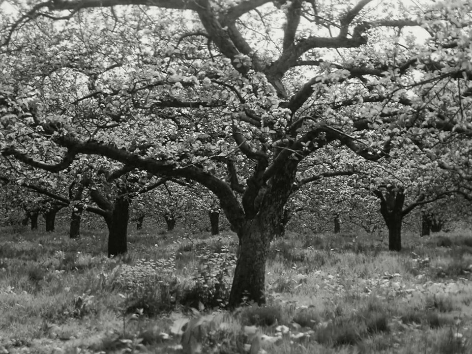 My Way Home (Bill Douglas, 1978)