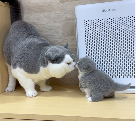 LevoitThailand's tweet photo. Why so lovely📷📷📷 No suprise,  because my pawrent buy new air purifier for me
#Levoit #Vital100S #Vital200S
📷ซื้อออนไลน์ที่ :
Shopee:   https://t.co/v2um2KlyEA
Lazada :  https://t.co/AgonlWKkta
NocNoc:  https://t.co/VdMDqLo5Qo
Tiktok  Store https://t.co/zxD4Guakd2