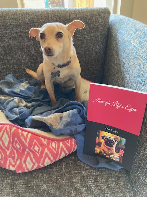 Pals, this is Bettie & Irv’s mom & I hope you will all read my short review of “Through Lily’s Eyes,” the follow up book from Elizabeth Fryer’s “Spencer & LuLu – A Love Story.”  @SirSpencerPug #DogsofTwitter #pawventures #paws4music #theruffriderz #DogsofTwitter #pawventures