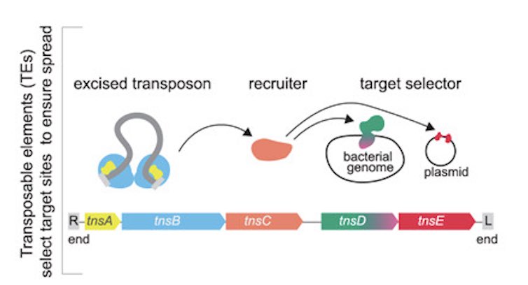 1/N Excited to unveil Tn7 transposon target selectors study! What defines the target specificity of Tn7-like Tn to spread to MGEs &amp; integrate back into bacterial genomes? tinyurl.com/tn7targetselec… #transposons #Tn7 #CAST
