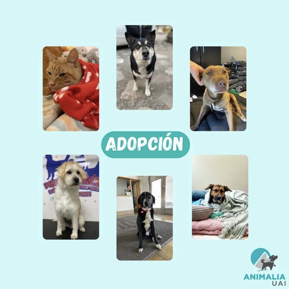mishellehecht_'s tweet photo. Santiago de Chile. 
Varios perritos que hacen vida y son parte de mi universidad están en adopción. En el texto la descripción de cada uno. Son unos seres muy amorosos y que merecen tener la oportunidad de tener un hogar, en especial Igor, que es el más viejito de la manada + https://t.co/BSg4DB31D1
