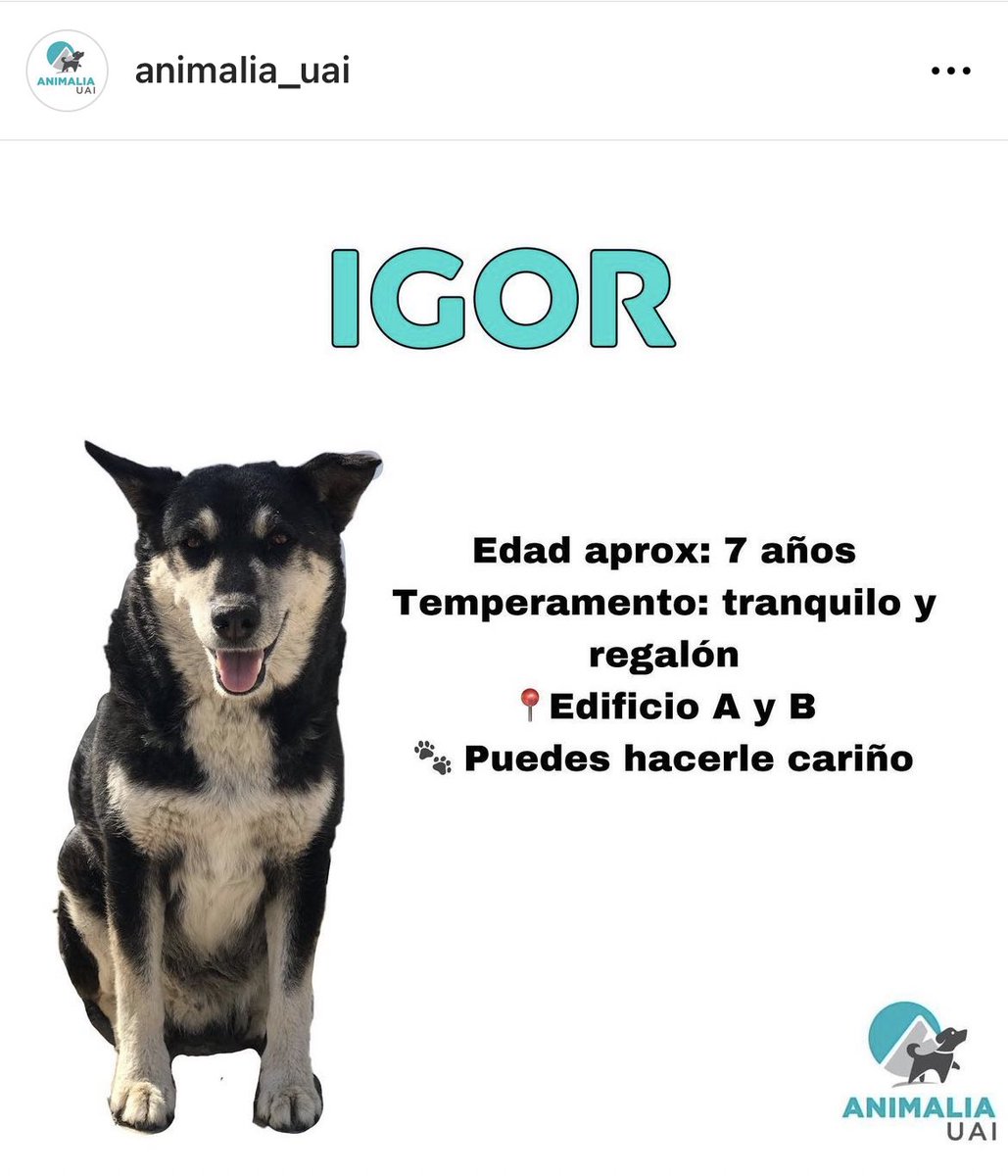 mishellehecht_'s tweet photo. Más información de Igor, es un regalón 🥹 https://t.co/sT772o8se5