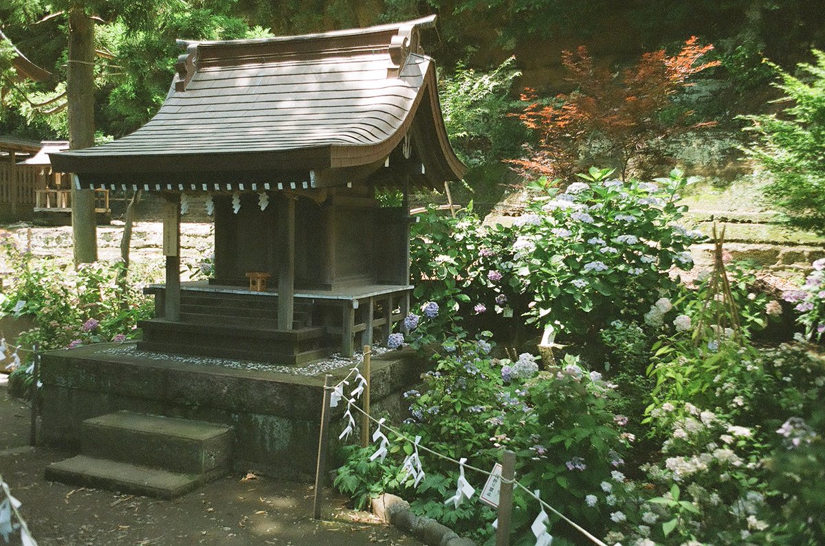 kashimu_HAMA's tweet photo. 金沢八景に移動し、 #瀬戸神社 で #紫陽花 を見てきました。ここの神社は弁財天詣で何度か来ました。
#ミノルタ #SR_7+ #ミノルタ MC Rokkor 50mmF2,35mmF3.5
#フィルムカメラ
#kodak ProFoto XL 100 期限:2014.03 補正値:なし
#期限切れフィルム
#パレットプラザ
#フィルム写真 https://t.co/uTcaUw3zA4