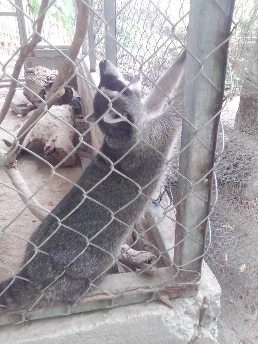 alertanoti's tweet photo. DENUNCIAN DESCUIDO DE ANIMALES EN FINCA CHANTECUAN QUE ADMINISTRA LA ALCALDÍA DE SOYAPANGO 

Seguidores en redes sociales denuncian las malas condiciones en las que permanecen animales en aparente "resguardo".

Sucede en el área natural protegida, conocida como la Finca Chantecuan en Soyapango. 

Entre las especies hay Mapaches que están en jaulas en evidente malas condiciones. 

Piden a las autoridades de @ibaelsalvador tomar cartas en el asunto.
