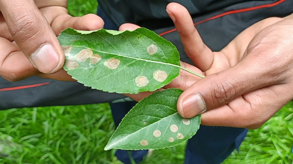 Farmers in the Zainapora Belt of Shopian district, are facing a severe problem with the Leaf Miner Blotch insect infestation. The insect is causing damage to orchards by extracting essential nutrients from the trees. On Horticulture department's instructions to use insecticides…