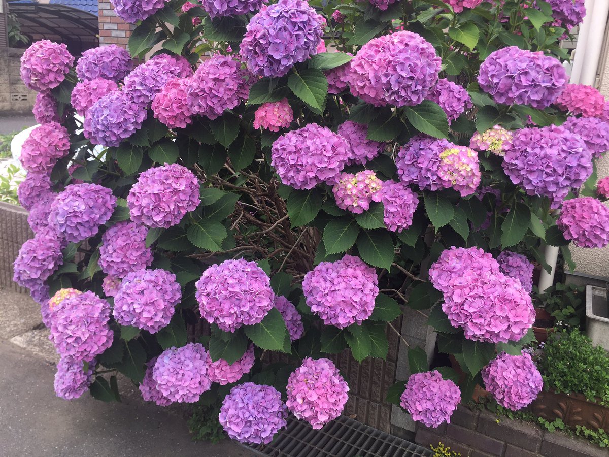 55minamin55's tweet photo. 【紫陽花色の送信機…❣️】
アジサイの綺麗な季節ですね。
Phantom4 pro+v2.0の送信機のデカールが、あじさいの色に似てるかも…。💐
#紫陽花
#アジサイ
#あじさい
#ドローン
#phantom4proplusv2
#drones https://t.co/z2vIDoRJFh