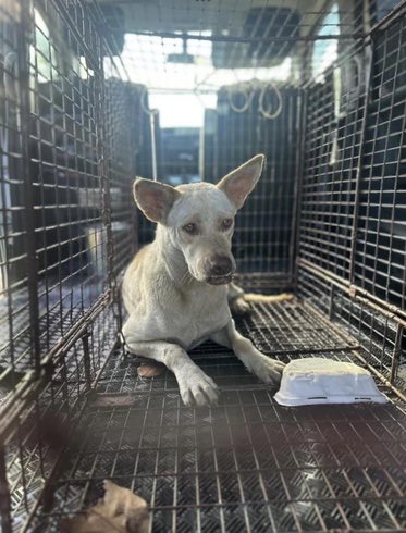KeithOlbermann's tweet photo. EVERY DOG HAS ITS DAY: Lilou was lost, wandering the streets in the Bahamas. She's got neurological problems and cannot survive without help and a home. If you can help please donate. Your RT can also HELP LILOU! Donate: https://t.co/JOXC8LVq1r https://t.co/4gbmXvRMxt