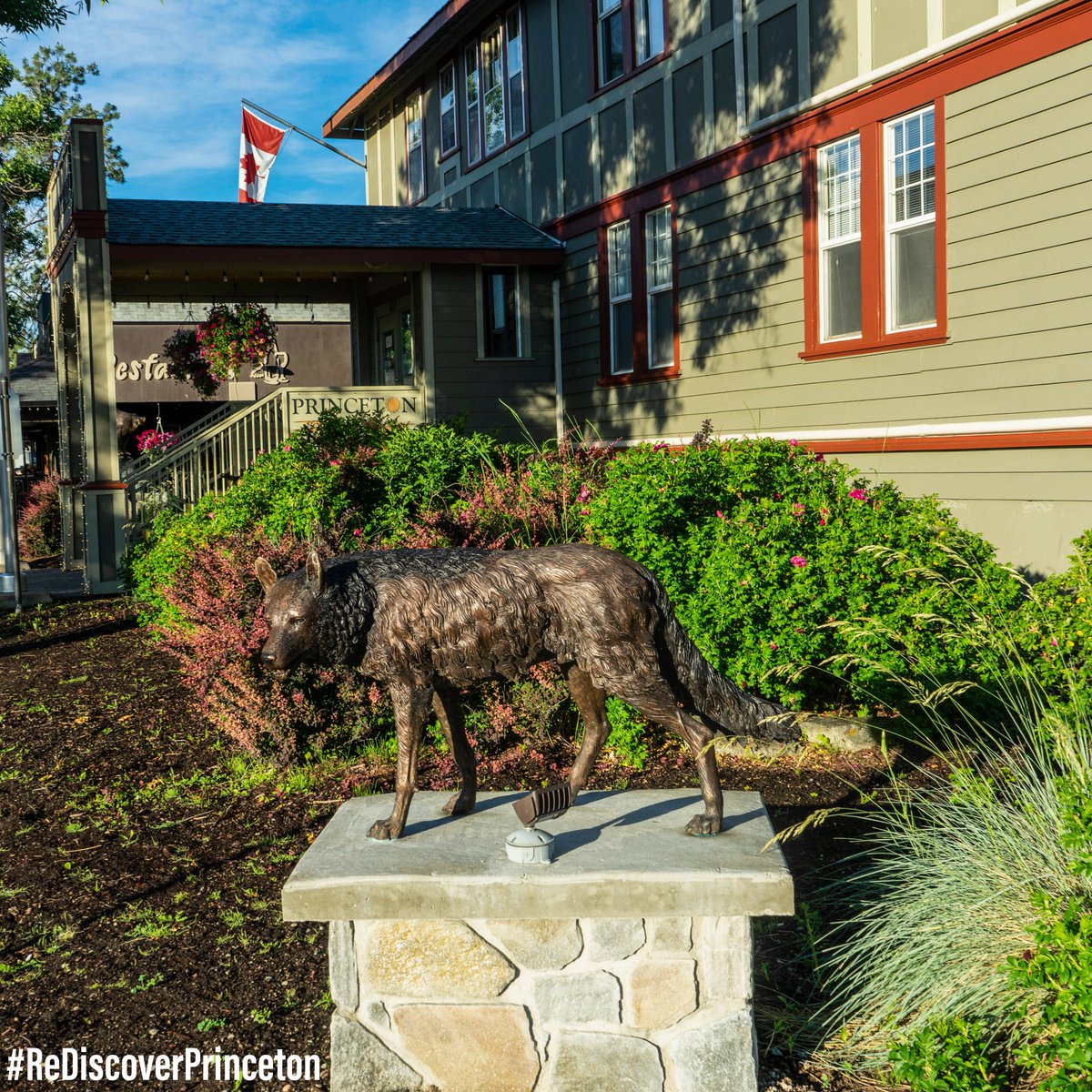 🗺🌲🍁Have you checked out the lovely coyote sculpture at Princeton's Town hall? 🐕 Enjoy Princeton B.C. Bronze Sculpture Tour this summer, share your adventure and tag us in your photos. @townofprinceton

 #ReDiscoverPrinceton #Bestofbc