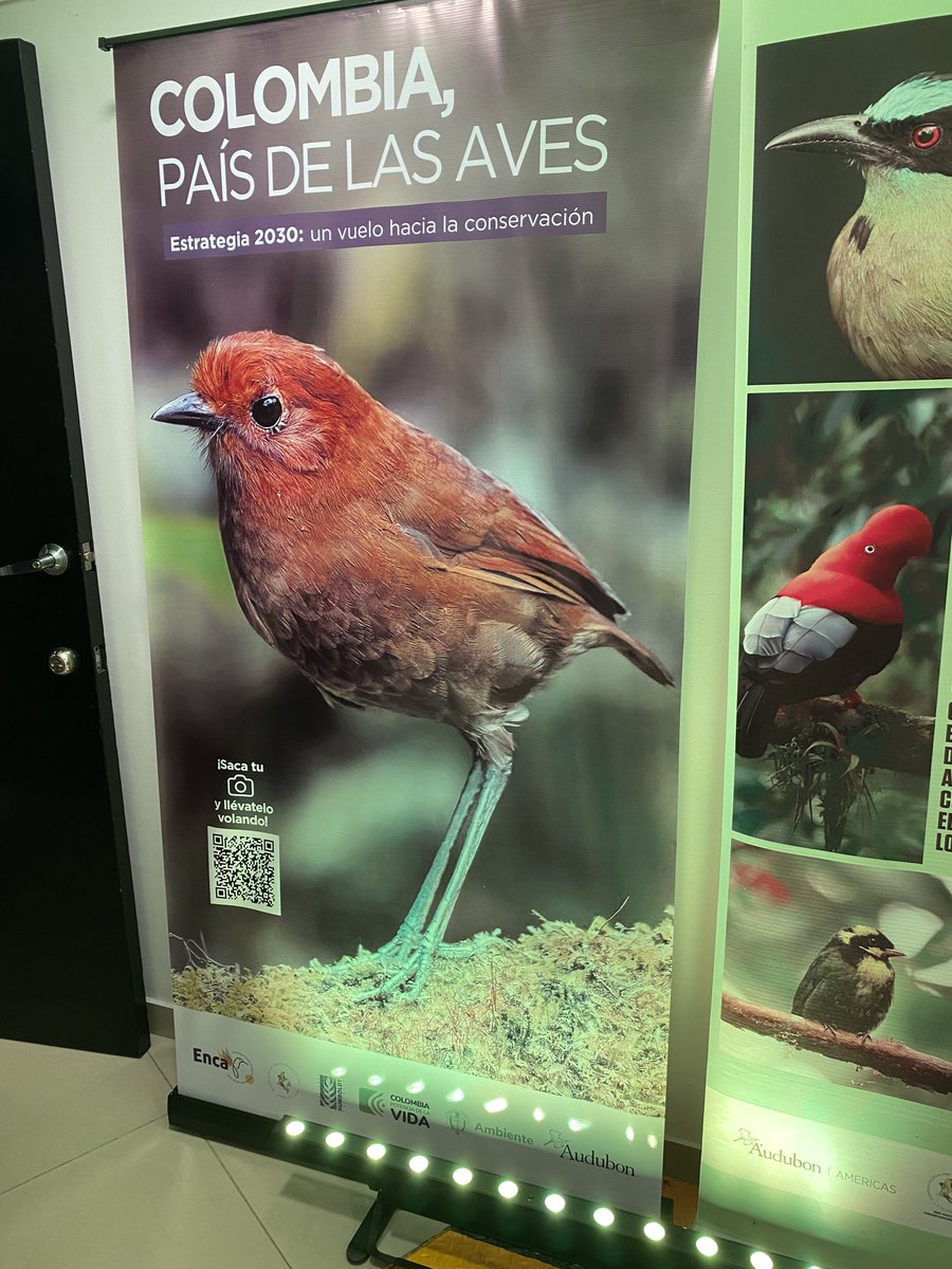 amcuervo's tweet photo. The recently described Chamí Antpitta (𝘎𝘳𝘢𝘭𝘭𝘢𝘳𝘪𝘢 𝘢𝘭𝘷𝘢𝘳𝘦𝘻𝘪) was one of highlights in the launch of the Strategy for Bird Conservation. A great choice.

If it were not for collection-based research, we wouldn’t be aware of its existence. And that of most birds https://t.co/WT0gq5ZQDh
