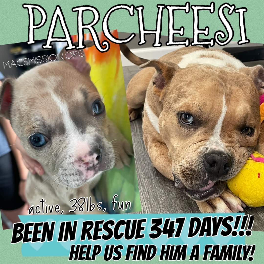 Meet Parcheesi. He has a severe cleft, not able to be repaired but lives his best life. His biggest negative is that he is a bit messy a short while after meal time. He would make a great hiking buddy and is super active!!!! Help us find him a family!