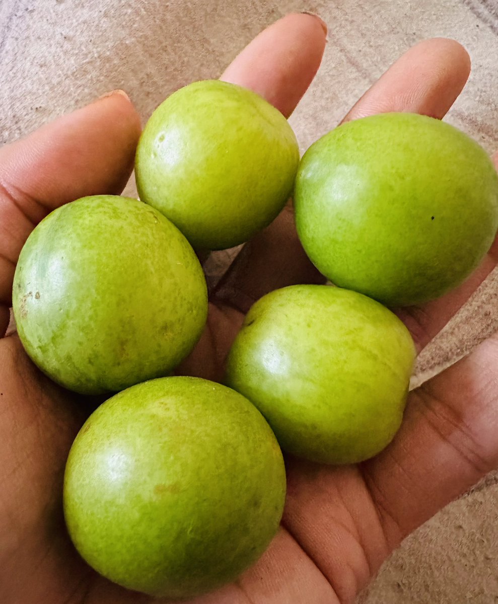 HamidaZakhel's tweet photo. Daily snack 🇦🇫😝♥️😋 https://t.co/OmawpmwJnT