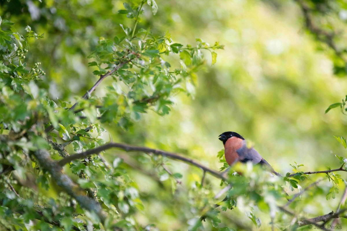 I'm running a intensive wildlife photography course with Nottingham Trent University this summer. Field trips, classroom sessions, post production we cover it all! ntu.ac.uk/course/art-and…