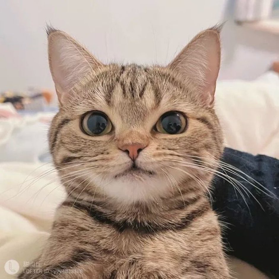 Poohlikecish (@poohlikefish) on Twitter photo 