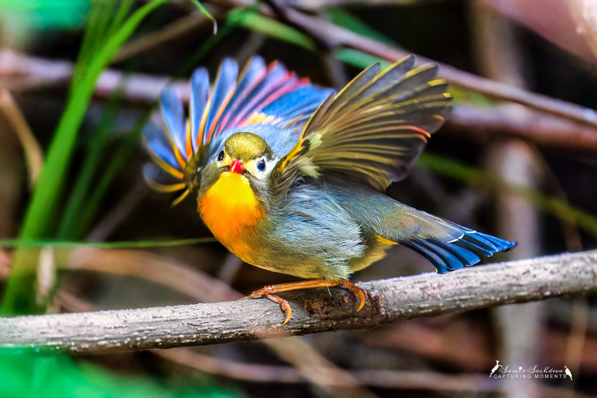 Seem to have just fallen in love with these gorgeous vibrant balls of colorful paint

#BirdsOfTwitter #IndiAves #nature #birdphotography #ThePhotoHour #BBCWildlifePOTD #BirdsofIndia #birdwatching #twitterbirds #birdpics #nature #redbilledleiothrix #colorful #vibrant #sweetashoney