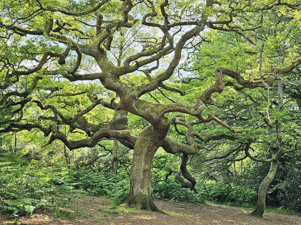#thicktrunktuesday from Wimbledon Common. 
"The twisted tree lives its life, while the straight tree ends up in planks."