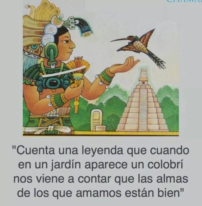 MxEnImagenes's tweet photo. 🦜 https://t.co/0zLD79OQlt