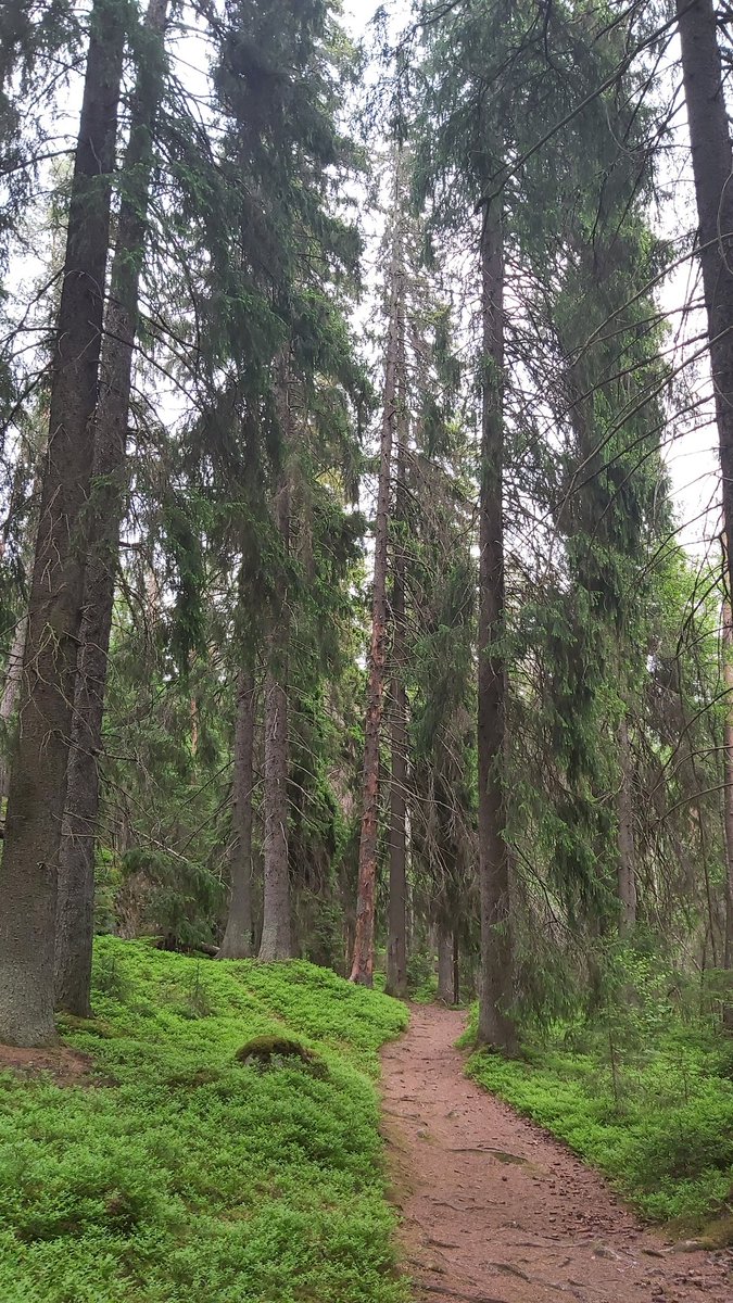 Majesteetillinen lähimetsä💚