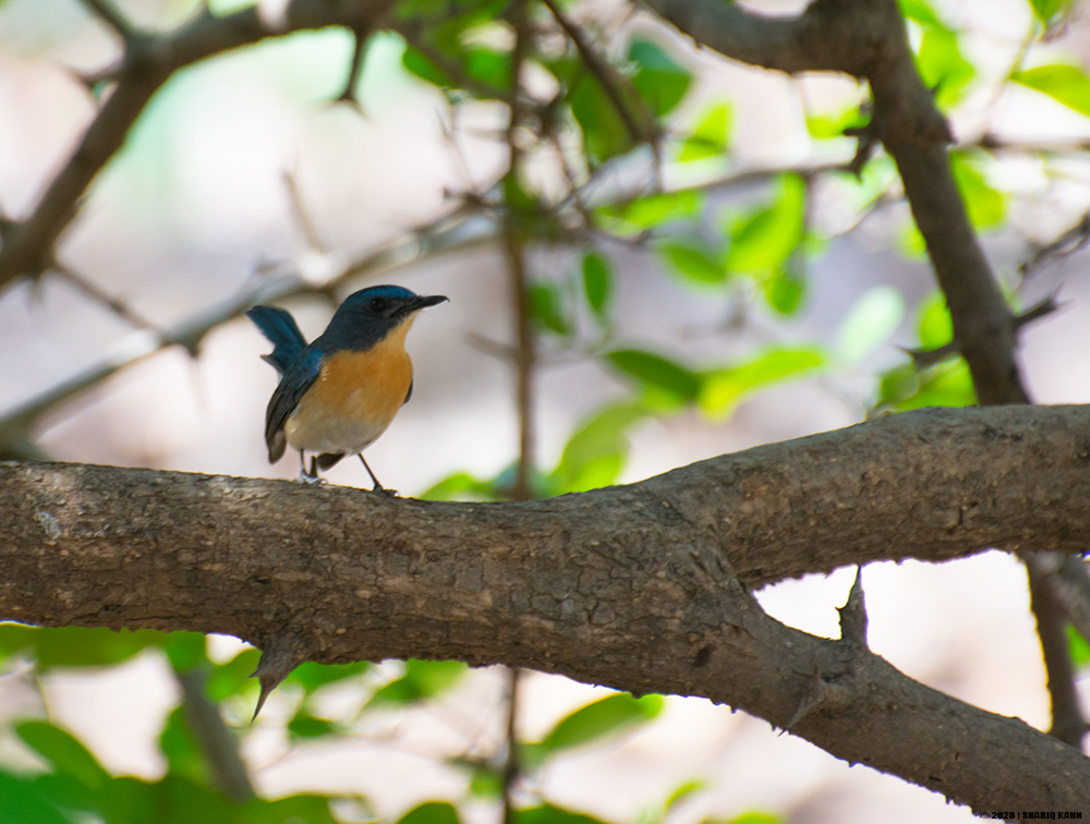 Tickell's Blue Flycatcher
#birds #indore #BirdsSeenIn2023 #indianbirds #birdsofmadhyapradesh #birdsofindore #birdsofindia  #flycatcher  #wildlife #birdsphotography #birdsphotographers_of_india #birdsphotographer #wildlifephotography #wildlifephotographer #tickellsblueflycatcher