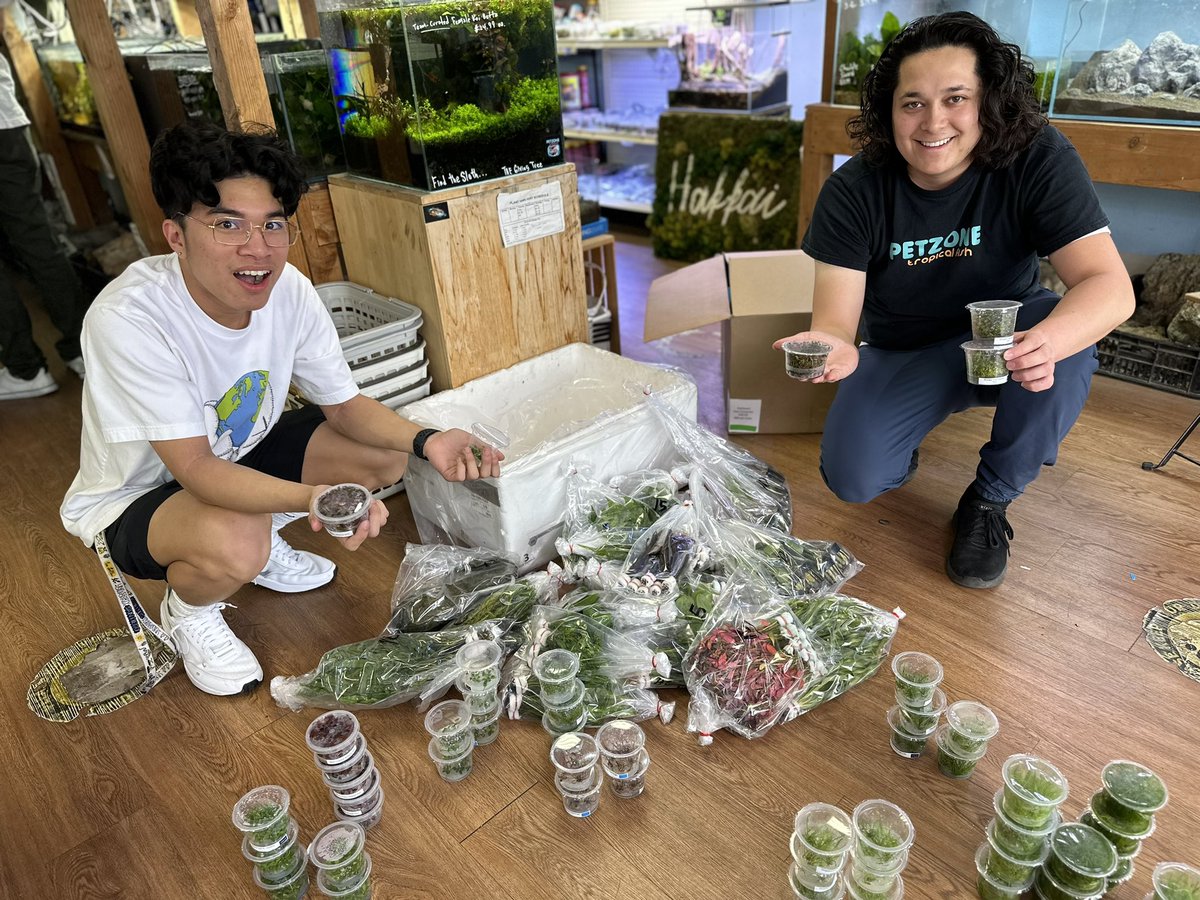 Fresh foliage alert at <a href="/PetZoneSanDiego/">Pet Zone Tropical Fish</a> 🌿 Mondays are for new arrivals, today is no exception. No room for Monday blues here, only green thrills! 🥳🌱#MondayRefresh #NewArrivals #PetZoneSD #Aquascape #Aquascaping #PlantedTank #PlantedAquarium #SanDiego #FishTank #LocalFishStore