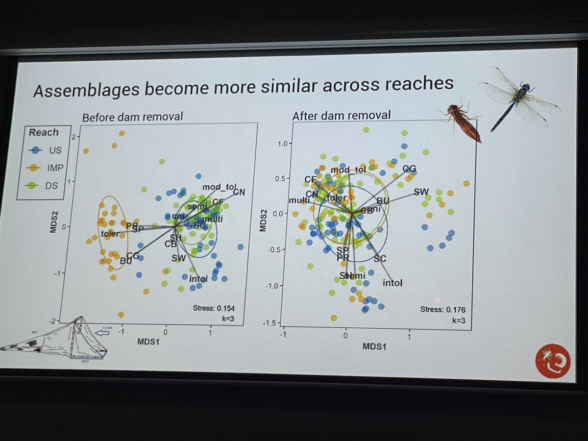 Katherine Abbott - before dam removal, invertebrate communities similar to ponds, after removal much less defined communities reassembling up and downstream sites. Reestablishment can occur relatively quickly #FreshwaterDownUnder #SFS2023