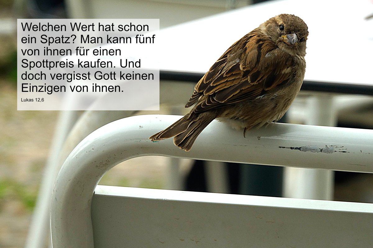 Heute mal ein Plädoyer für die Mitgeschöpflichkeit von Tieren.
Guten Morgen miteinander! Der Tag, er sei euch gesegnet.