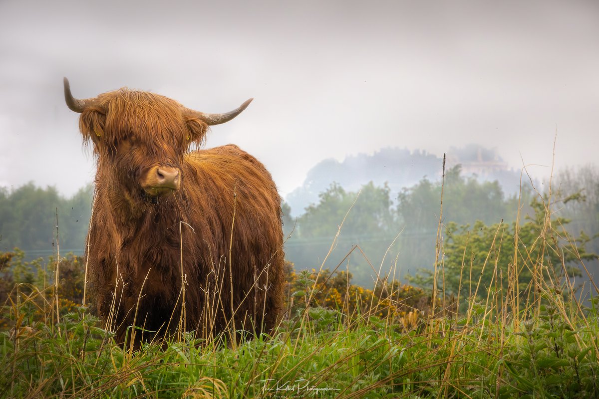 Happy #Coosday! It's MY castle 🐮🏴󠁧󠁢󠁳󠁣󠁴󠁿🐮

My Instagram: ig.thekilted.photo

#Scotland #VisitScotland #Stirling #StirlingCastle #ScottishBanner #OutandaboutScotland #ScotlandIsCalling #Canon #ScottishCastles #Coo #Cow #highlandCow #HighlandCoo