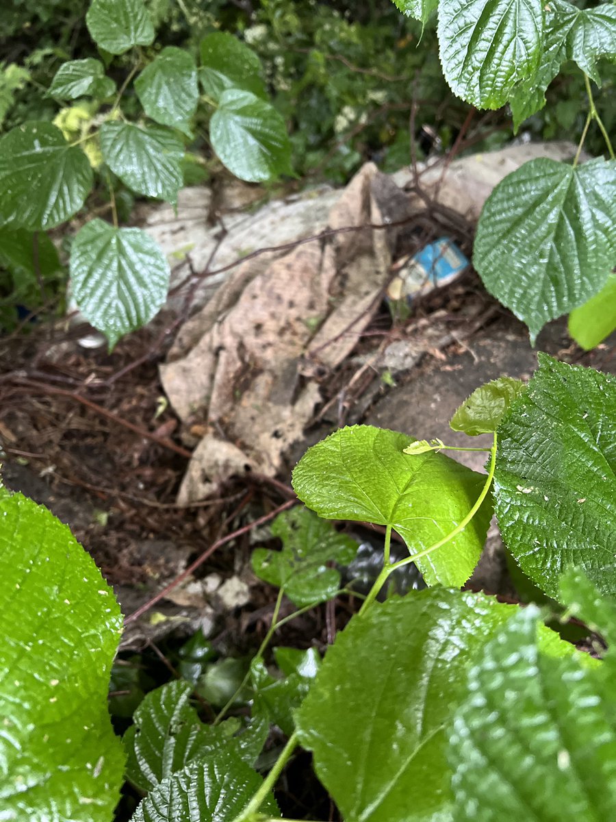 Litter and rubbish thrown over the fence to the Sherbourne side at <a href="/LangarAid/">Langar Aid</a> <a href="/coventrycc/">Coventry City Council</a> pretty well obscured by the undergrowth at the moment so I guess that’s the answer… if you can’t see it you can pretend it’s not there…
