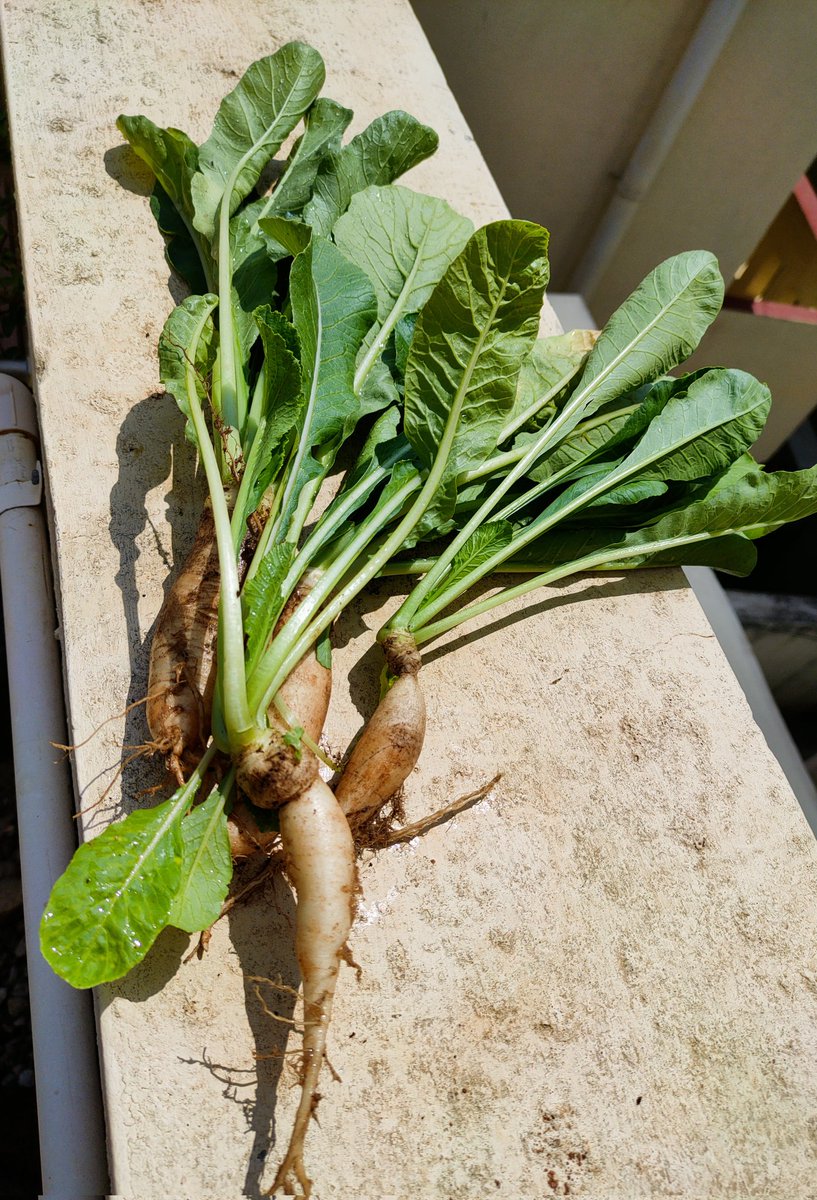 Today's harvest from our terrace garden.😍Chikkus !! Out of five two were tasted by birds😄
And some radishes 🙂
#GardenTwitter