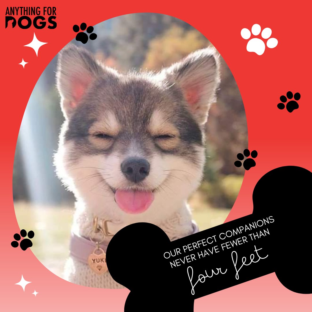 DogsAnything tweet picture