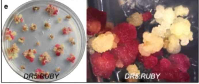 Read about RUBY, a reporter for noninvasively monitoring #gene expression and #plant transformation here: 
nature.com/articles/s4143…

#horticulture  #Flowers #phenomics