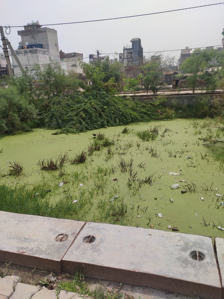 TheMKSharma's tweet photo. @ArvindKejriwal Few more beautiful lake in our #ramaVihar location. You must visit here. You can also see many tourist attractions like frogs, snakes, mind blowing nala smell. I want to invite you all. #PadharoRamaVihar https://t.co/6bmgEMXgqz