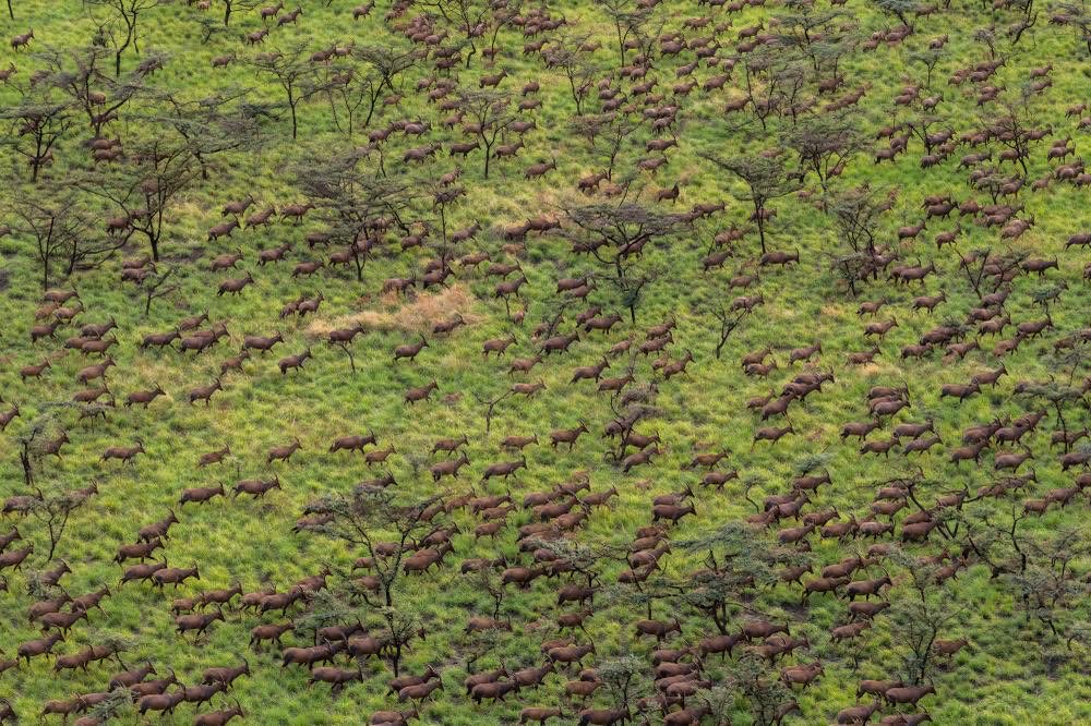 The large wildlife mammal migration in Africa and certainly in the whole world. 
#SSOT