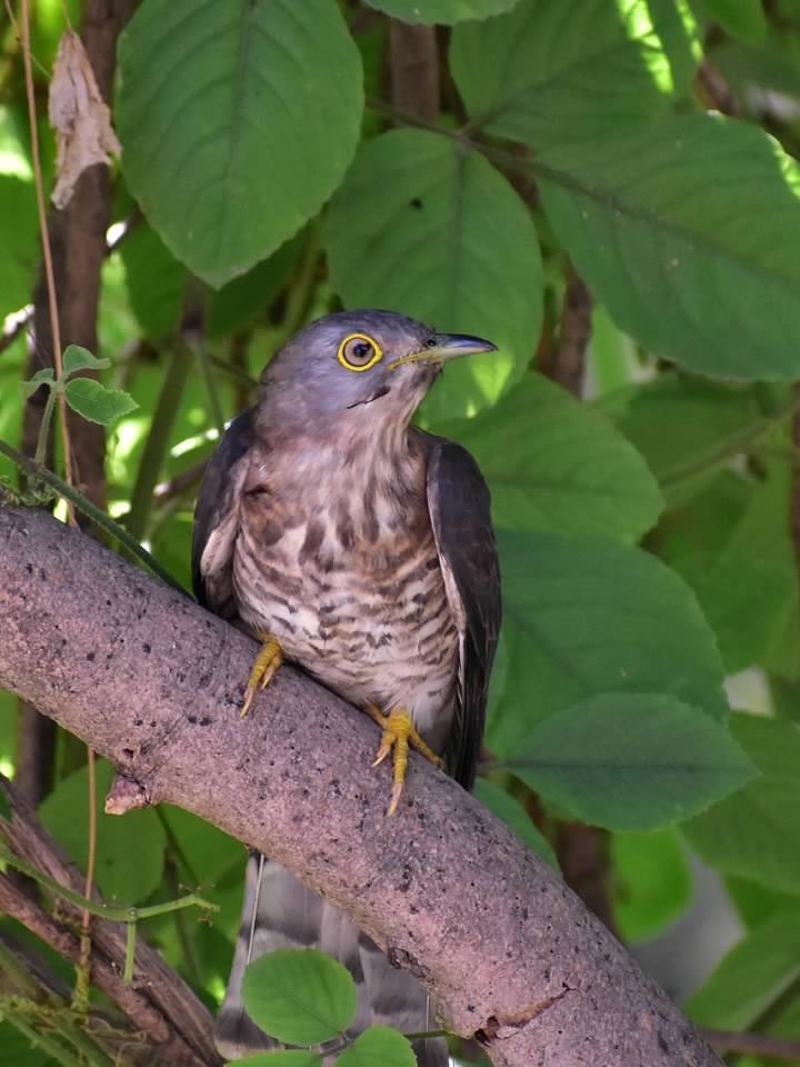 Common hawk cuckoo in Mumbai. Called पावशा in Marathi
#Monsoonbirds
#IndiAves