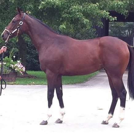 A yearling named SONGBIRD