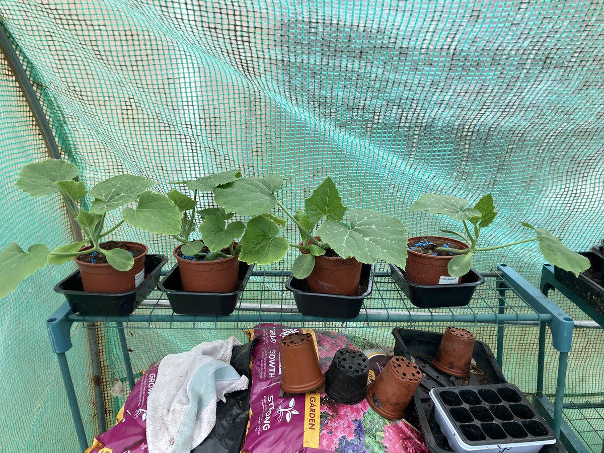 I need to plant these chuffs out before they take over the whole polytunnel.