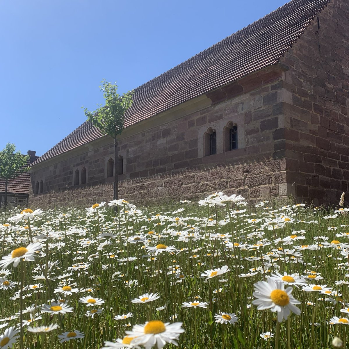 Der #Frühling schmückt unser Museum für das nächste Event. Ab Donnerstag (8. Juni) findet wieder der beliebte #Gartenmarkt statt.
Kommt gern vorbei!

#klosterveßra #Garten #Planzenfreunde #Blumen #blumenfreude
#Veranstaltungstipp #Ausflugstipp #Gartenzeit