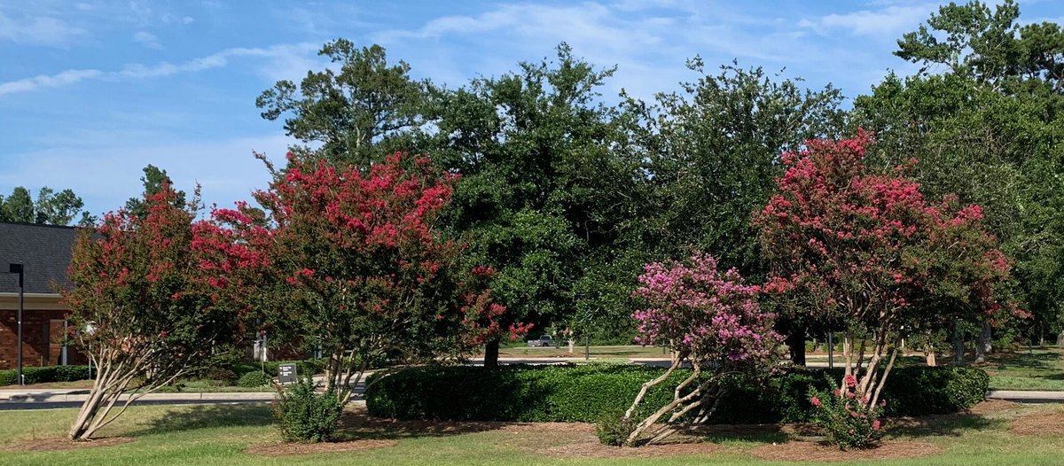SteinTreeDe's tweet image. Do you need help maintaining your trees&apos; health and beauty? Our #TreeCareMaintenance services can help keep your trees looking their best all year round. Explore our #SummerTreeCare maintenance plan here: bit.ly/3h2Pe9Q