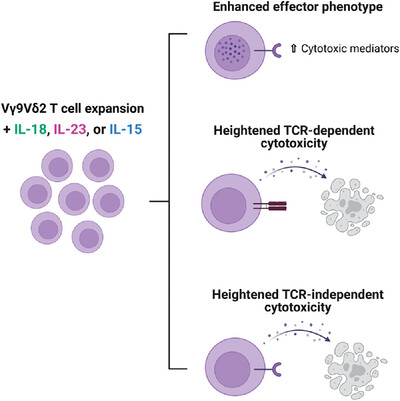 EurJImmunol's tweet photo. Cytokines enhance human Vγ9Vδ2 T-cell TCR-dependent and TCR-independent effector functions
Kirsty R. Field, Jennifer A. Juno, and Colleagues
#humanγδTcell #Vγ9Vδ2Tcells #cytotoxicity
#FirstTimeAuthors👏
https://t.co/nN709rwKMa https://t.co/W1gwHicw38