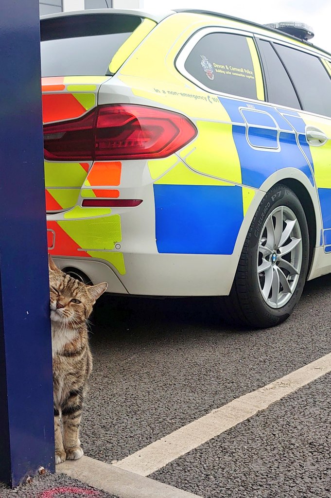 Longarmofthepaw's tweet photo. Good morning furfriends and pawpals ๐๐บ
I'm making some impawtant vehicle checks before I go out on pawpatrol ๐พ๐ with the Roads Policing Unit ๐ป
๐๐จ๐ฎโโ๏ธ๐ฌ๐ง๐ฎโโ๏ธ @DC_Police
#CrimeStoppers #SaferRoads #PawsofJustice #CatsOfTwitter https://t.co/GszoStPZGa