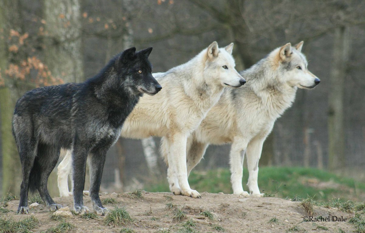 Domestication Lab Vienna (@domlabvienna) on Twitter photo 🐺🐺Looking for students for studies at the Wolf Science Center (<a href="/WolfScience/">Wolf Science Center</a>)! 🐶🐶 Scientific internships are available to work at the WSC – either to do research for your Master thesis or as internship, starting between September and November 2023, for a minimum of 6 months. 🐺🐺Looking for students for studies at the Wolf Science Center (<a href="/WolfScience/">Wolf Science Center</a>)! 🐶🐶 Scientific internships are available to work at the WSC – either to do research for your Master thesis or as internship, starting between September and November 2023, for a minimum of 6 months.