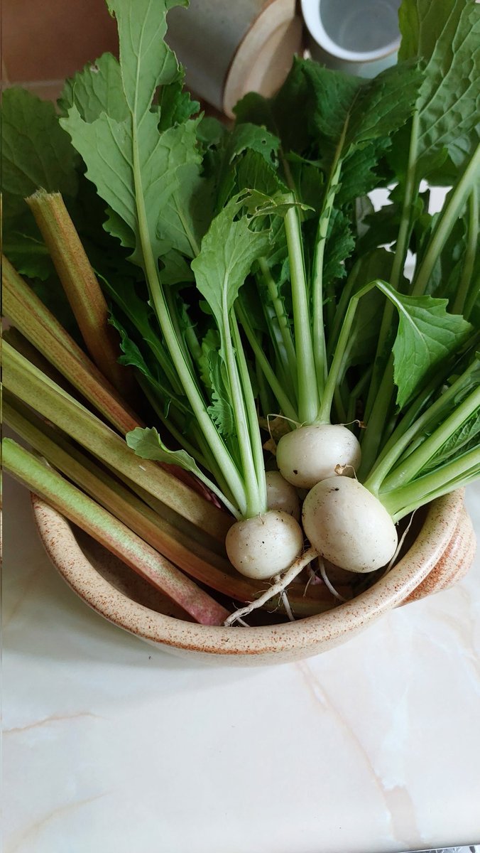 greendragon123's tweet photo. #favoritetime #twittergardens #growyourown Last little bit of rhubarb and the first of the Turnips .....Sweet Marble F1 ....😋 https://t.co/WokrSBgHbn