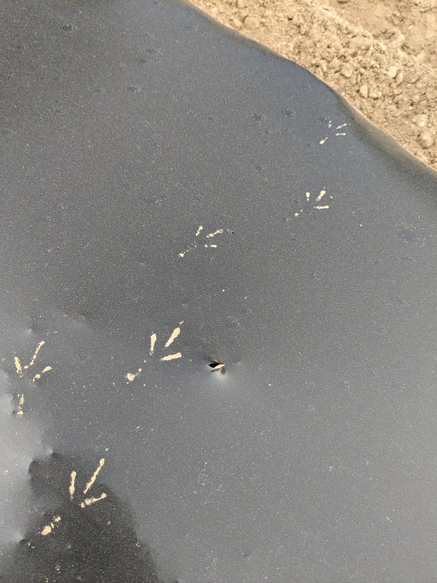 Signs of wildlife in the field. A turtle crawled out of the pepper patch and a bird left muddy footprints on the soon to be planted pollinator garden row.🐢🐦‍⬛