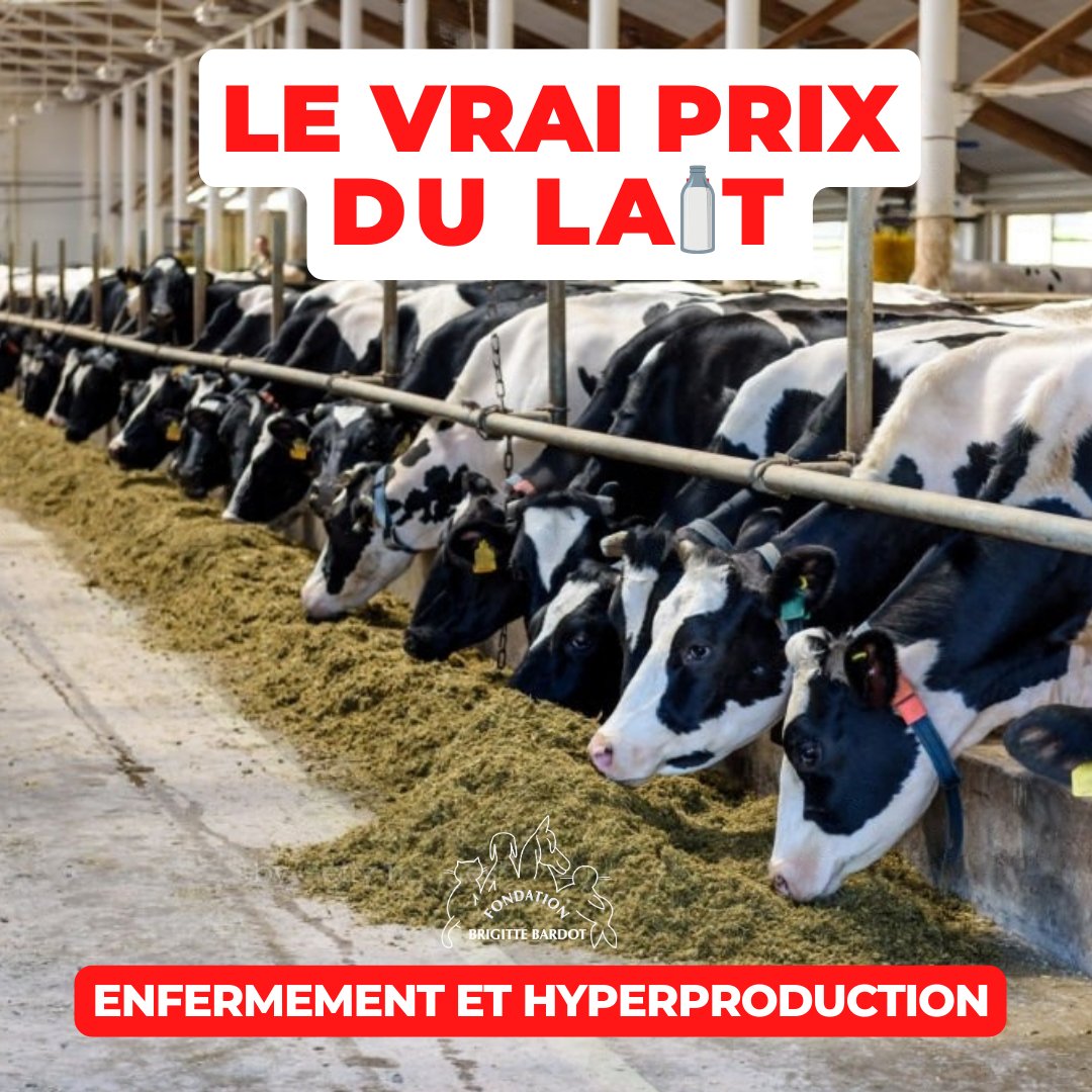 FBB_Officiel's tweet photo. #LeVraiPrixDuLait
⚫ L'ENFERMEMENT
Les vaches laitières sont quotidiennement exploitées pour la production laitière dans des conditions insoutenables. La plupart des élevages ne possèdent qu'un accès limité à l’extérieur, et le développement d'élevages en bâtiments clos se multiplient de plus en plus.

➡️ L'industrie laitière, des sensations pas si pure ou Stop à l'industrie laitière cruelle !
https://t.co/tEoi9tb71x