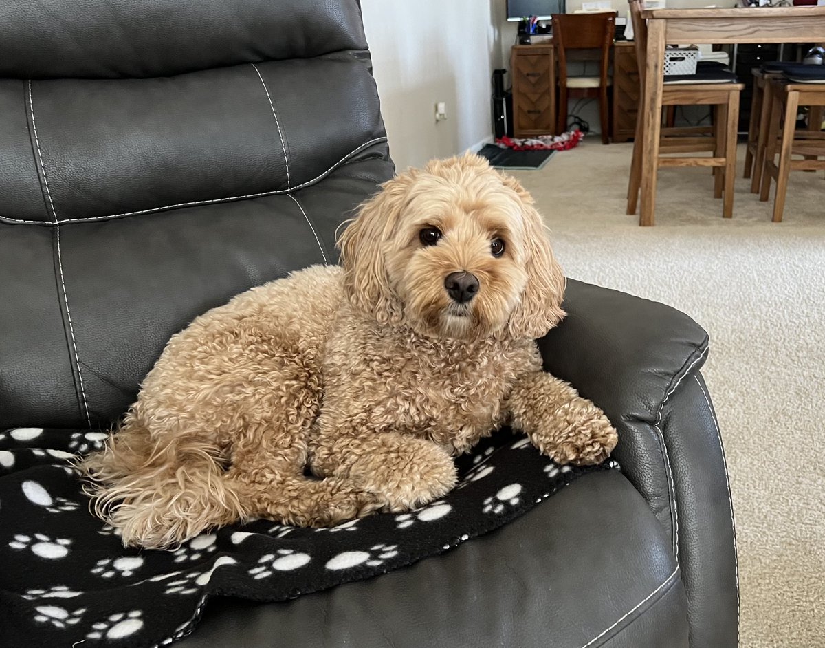 MumsPoos's tweet photo. Happy 3rd Birthday to my baby, Normandie! We’d love to hear from other cute cockapoos! #dogsoftwitter #cutecockapooswisconsin #cockapoos https://t.co/lGci2XoTaV