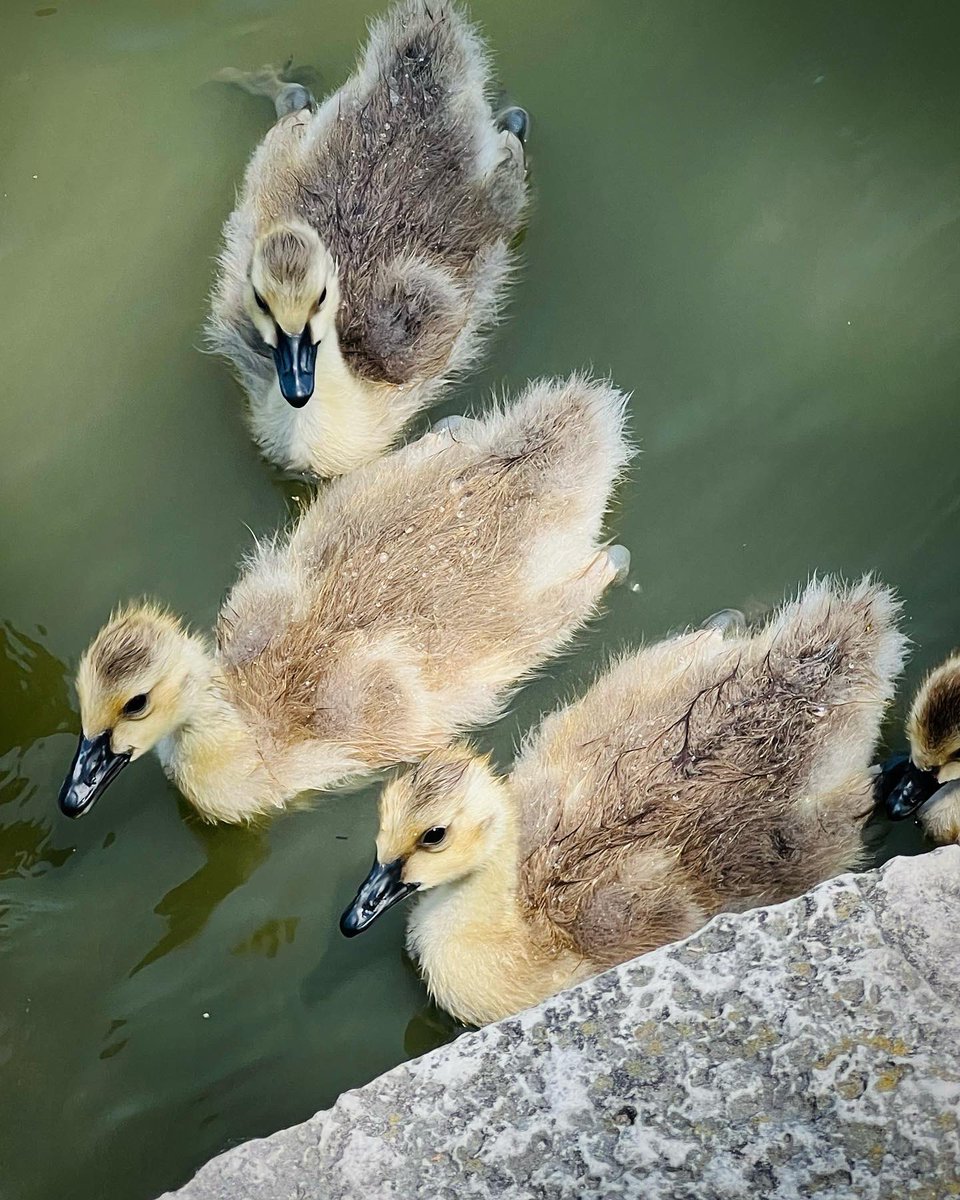 Morning!
#goslings #canadageese #swimming  #Peaceful  @GettyImages