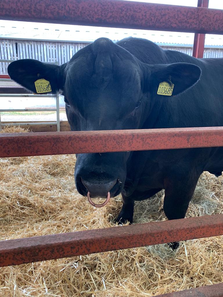 This chap is modelling our Caisley Tags superbly this morning at Scotland's Beef Event!⭐️
#caisleytags #tagwithconfidence #scottishbeefassociation #showtime #dalwinstonestate
