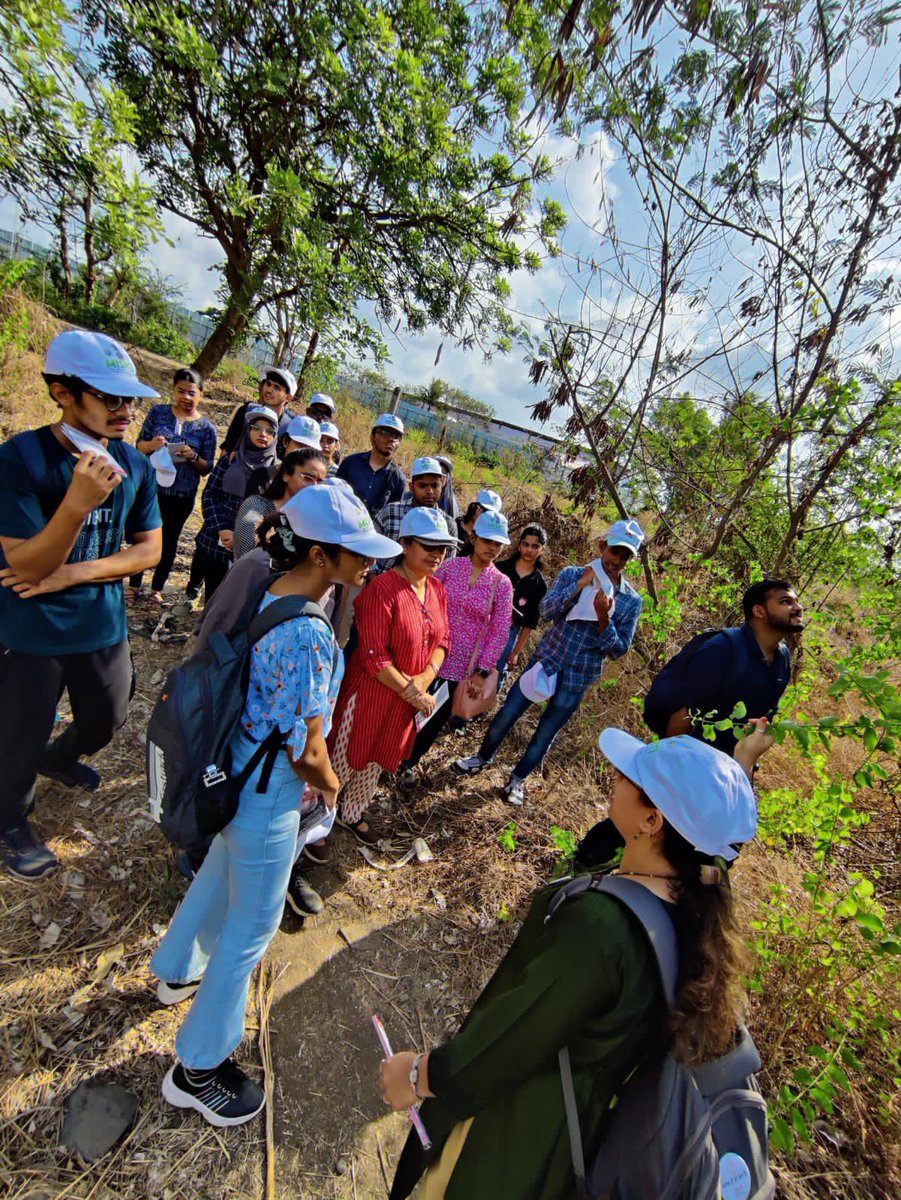 Mangrove Foundation of Maharashtra tweet media