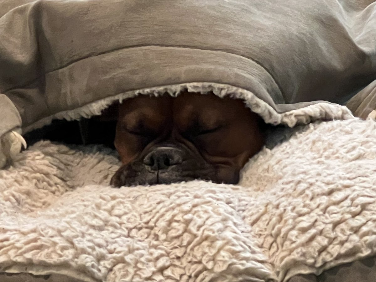 Luna is having a serious nap 

#boxerpuppy #boxerdogs #boxerlife 
#boxerlovers #boxersrock #boxersoftwitter #boxerdogsoftwitter #dogsoftwitter
