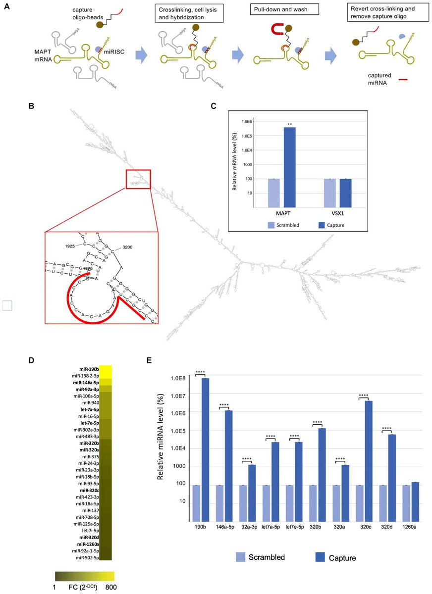 📢 The lab of @michela_denti has published a new Paper in @FrontMolBioSci on 🔬#miRNAs regulating #MAPT expression and their analysis in plasma of patients with dementia frontiersin.org/articles/10.33… #dementia #Alzheimers