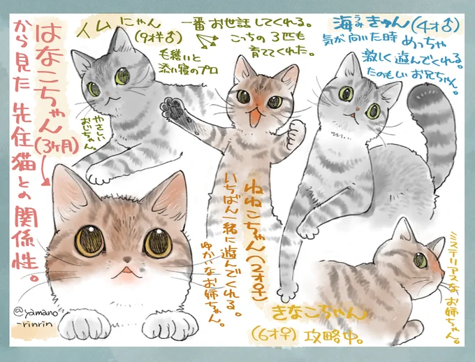 #今日の山野絵
はなこちゃんから見た先住🐈との関係性。
二階で主に過ごしている
まるたん(犬)小麦、小梅とはまだあまり接点ないので、とりあえず一階生息組のこのメンバーで。 